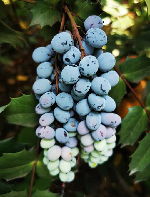 生態(tài)產(chǎn)品